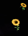 Ditsy Zonnebloem