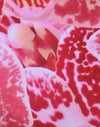 Orchidee Roze