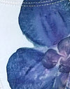 Ivoor met blauwe orchidee