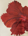 Hibiscus Karnemelk