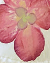 Ivoor met roze orchidee