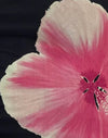  Aquarel Bloem Zwart en Roze