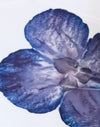 Ivoor met blauwe orchidee