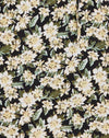 Aster zwart